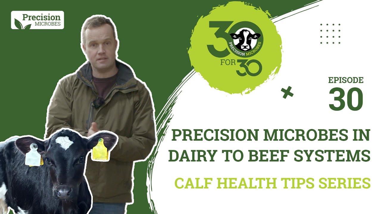 Calf Health Tips - Episode 30: Precision Microbes In Dairy To Beef Systems