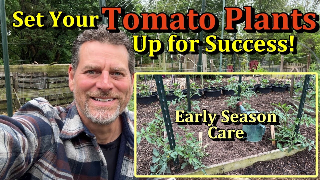 Early Season Tomato Care Tips for Tomato Growing Success  (Pruning, Fertilizing, Mulching, Staking)