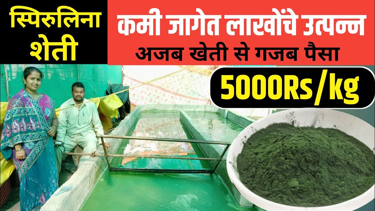 स्पिरुलीना शेती, कमी जागेत लाखोंचे उत्पन्न, Spirulina farming in marathi