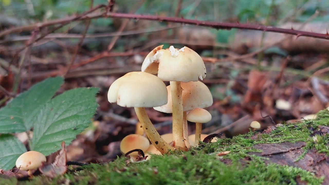 Walking in Norfolk - We're going on a Fungi hunt! NWT Foxley Wood Nature Reserve Walk.