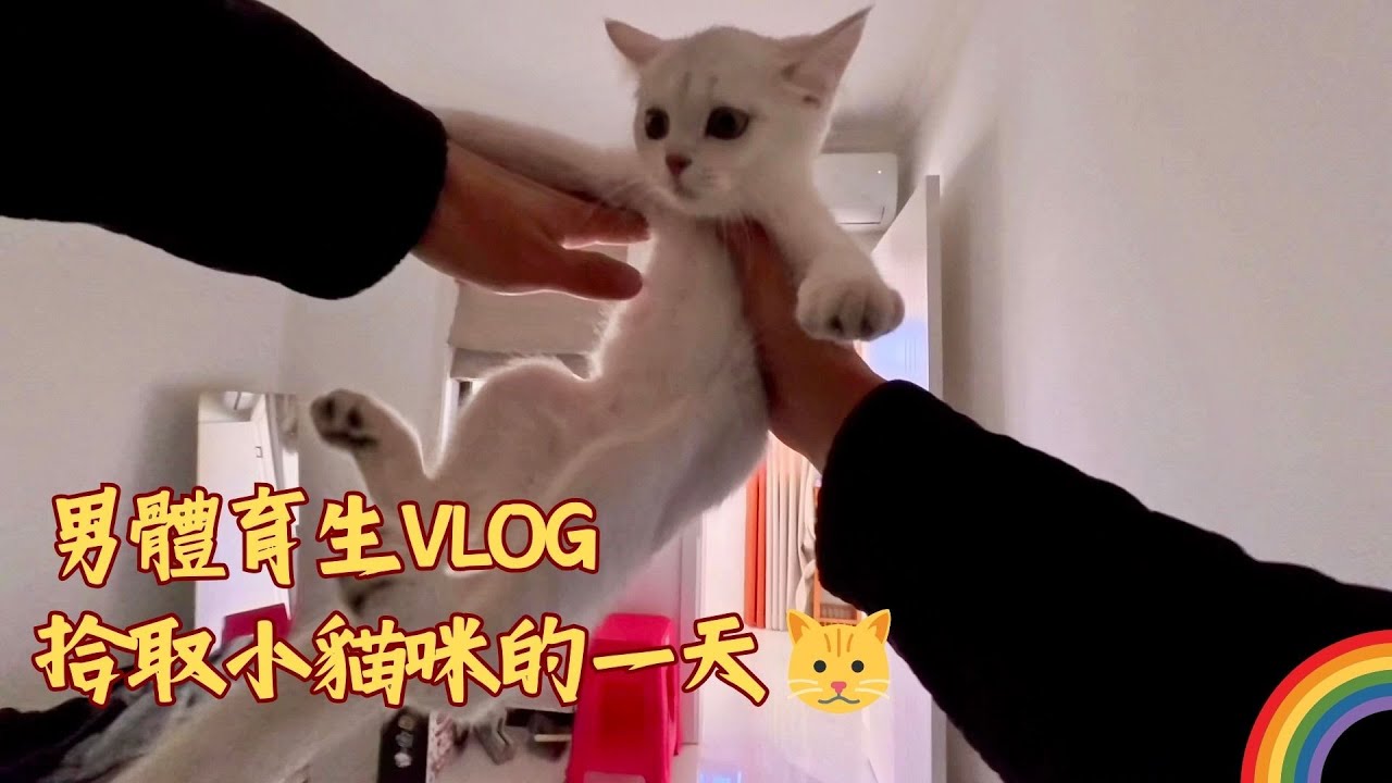 男體育生vlog｜4分鐘帶你體驗體育生拾取小貓咪的一天 🐱