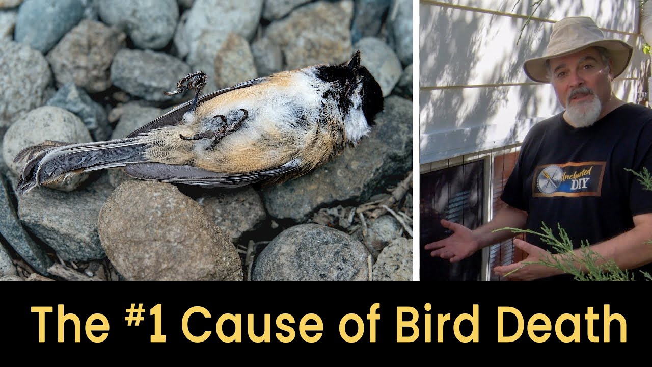 Easily Prevent Bird Death & Injury from Window Strikes - DIY Acopian BirdSavers