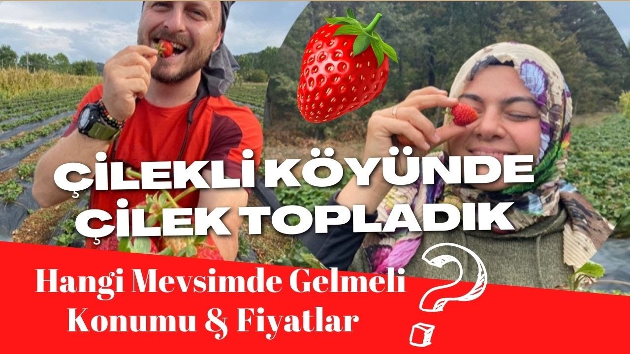 ÇİLEKLİ KÖYÜNDE ÇİLEK TOPLADIK