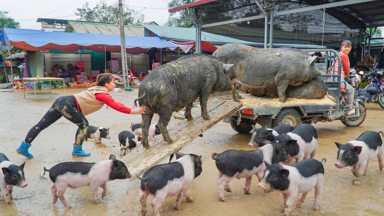 Phuong's Helps Transport 3 Huge Pigs to Market by Truck – Buying Piglets for the Next Farm Journey