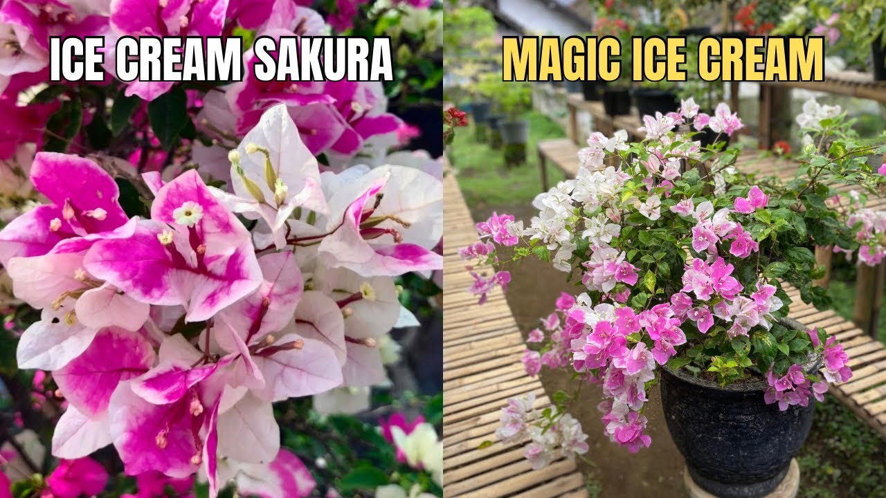 PERBEDAAN BOUGENVILLE MAGIC ICE CREAM DAN ICE CREAM SAKURA