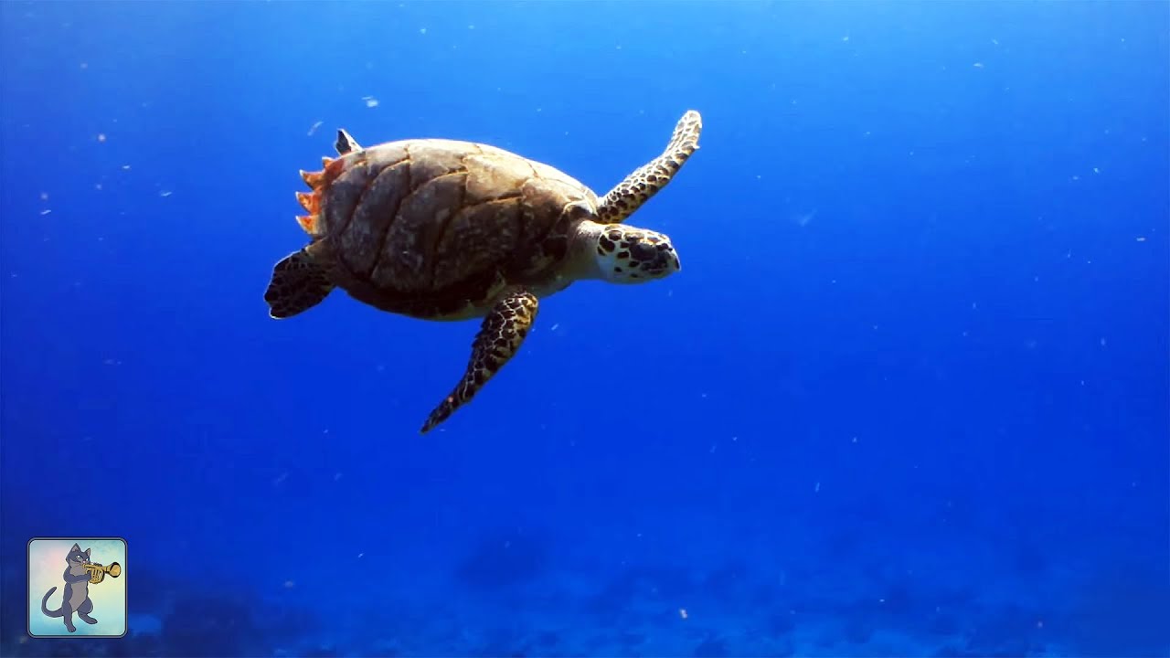 Underwater Marine Life ~ Sea Turtles, Coral Reef Fish & Relax Music (1080p HD)