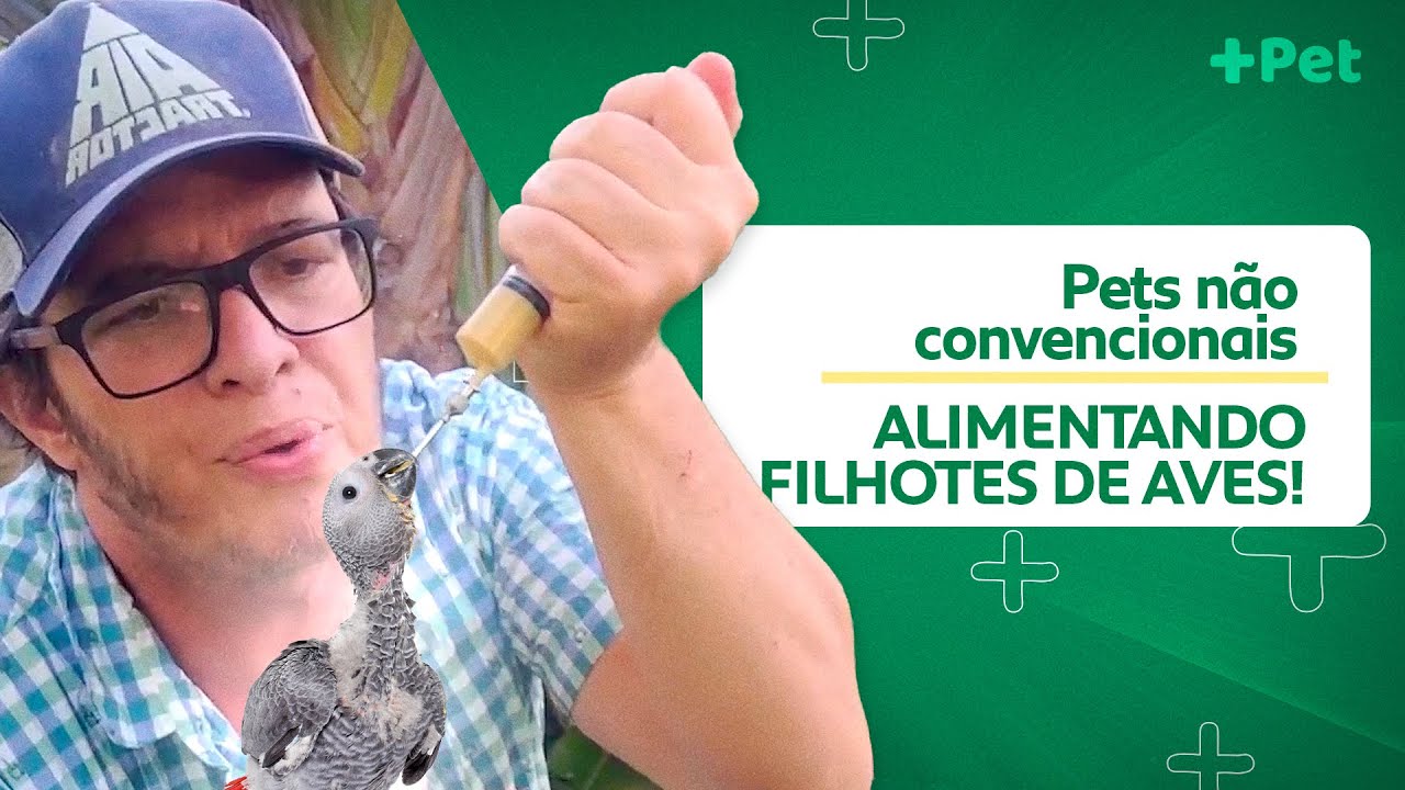 ESSA É A MANEIRA CORRETA DE ALIMENTAR FILHOTES DE AVES! | CANAL MAIS PET
