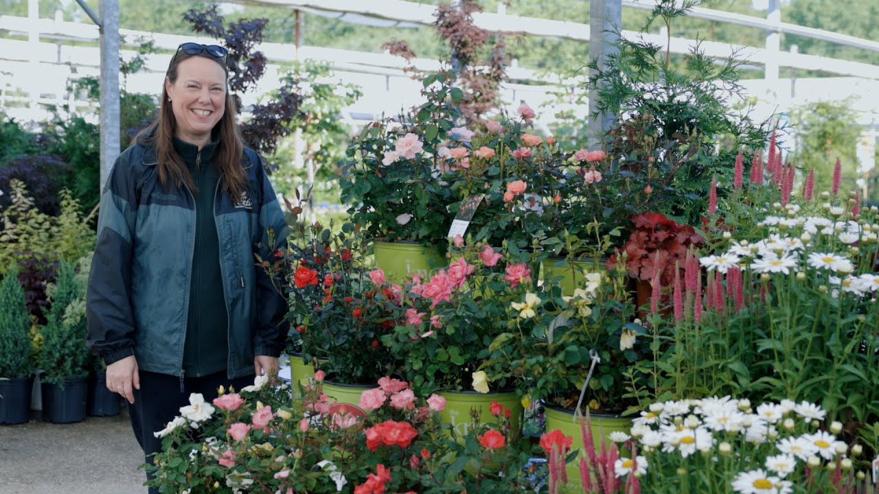 PETITTI | How to Grow Knock Out® Roses