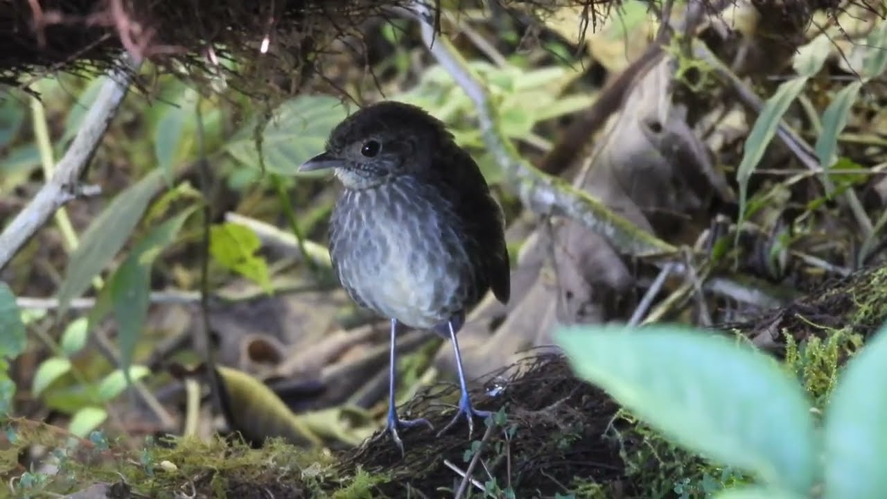 Birding around Bogota 2023