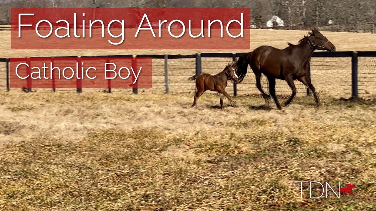 Meet Claiborne Farm's First Catholic Boy Foal