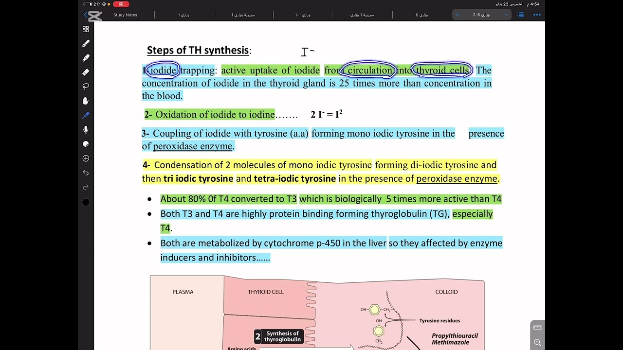 Thyroid hormones