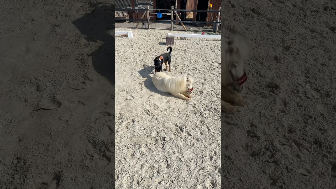 Wilma ist wieder fit 💪