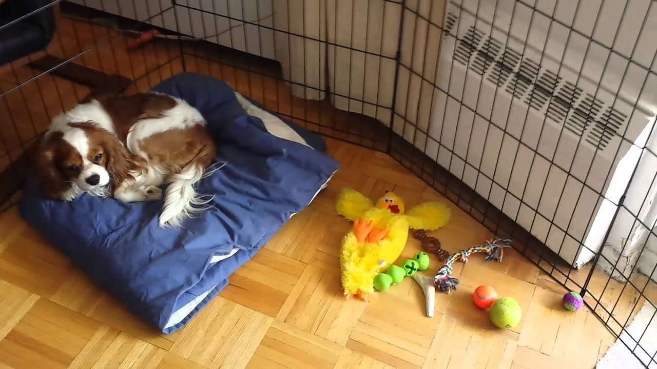Midwest Pet Exercise Pen with Door (30-Inch) Review + Tips