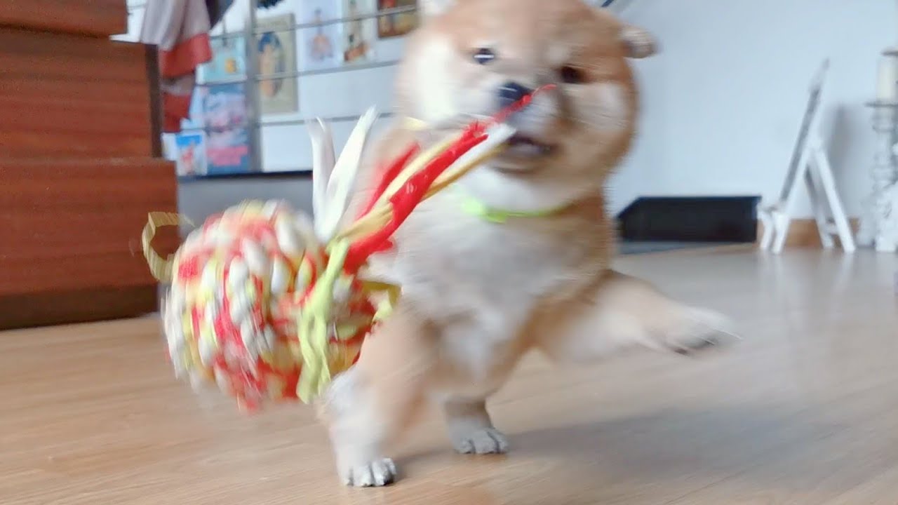 BAMBOOZLES