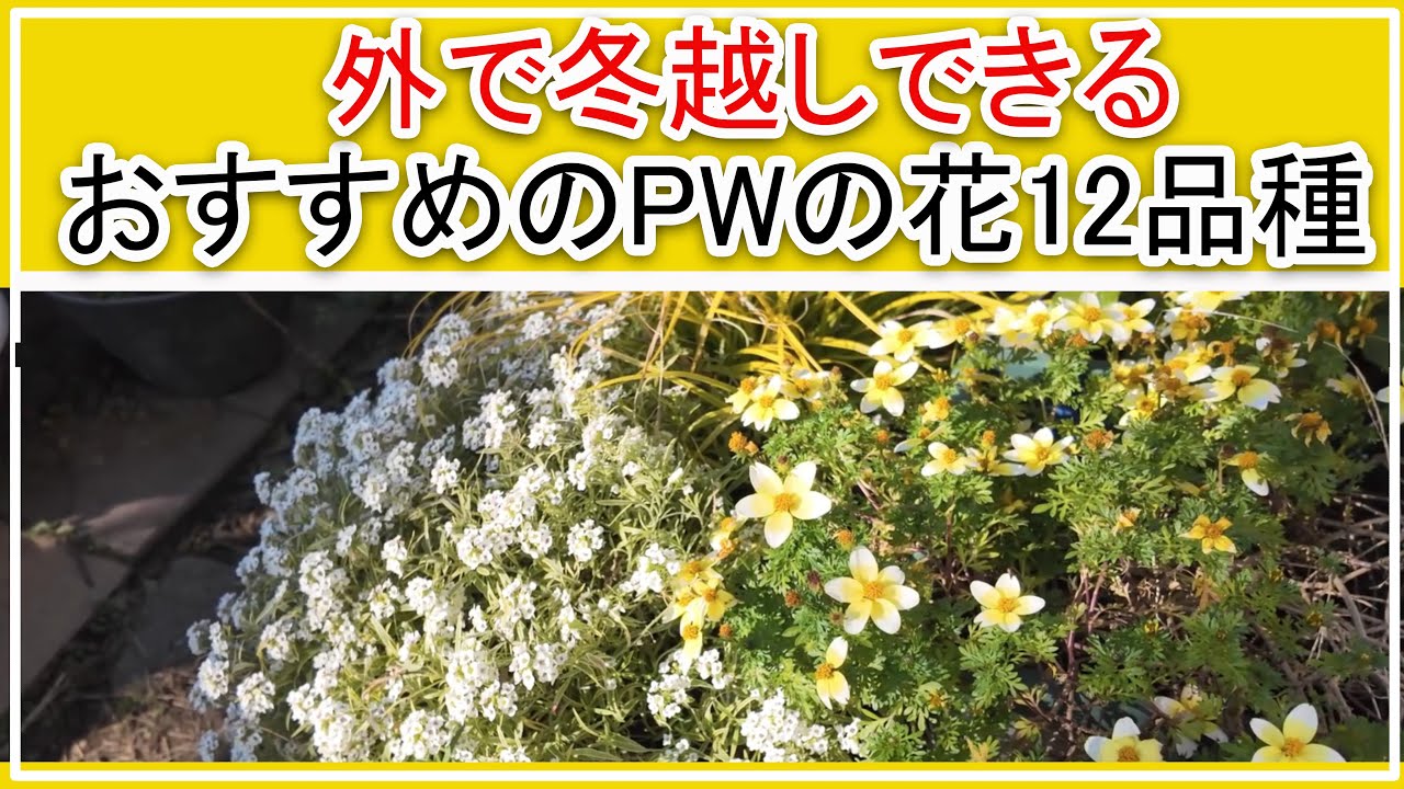 【たくさんの花が長い間咲くおすすめのPWの花苗】外で冬越しできるPWの花苗12品種/ガーデニング