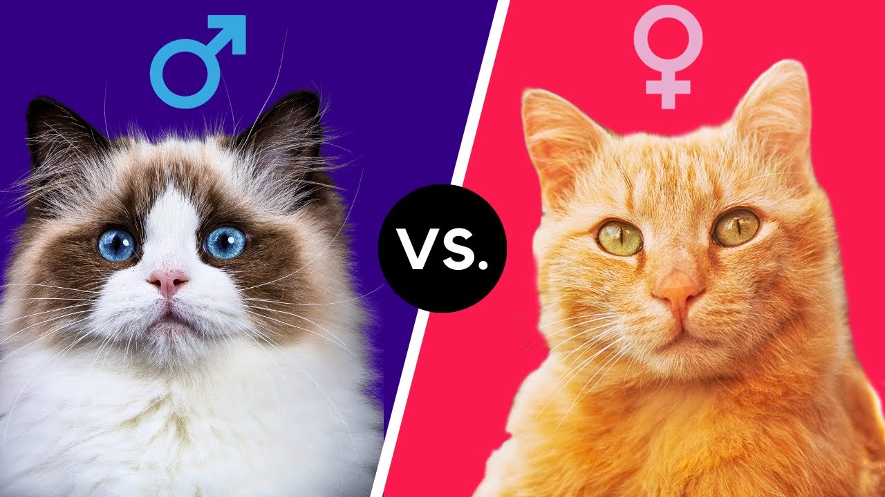 Male vs. Female Cats: The Differences