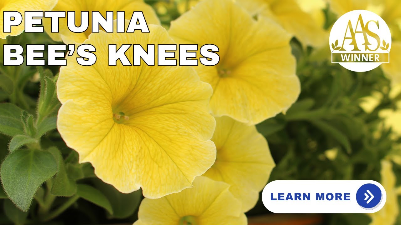 AAS Winner Petunia Bee's Knees Performs Fantastic Across North America!
