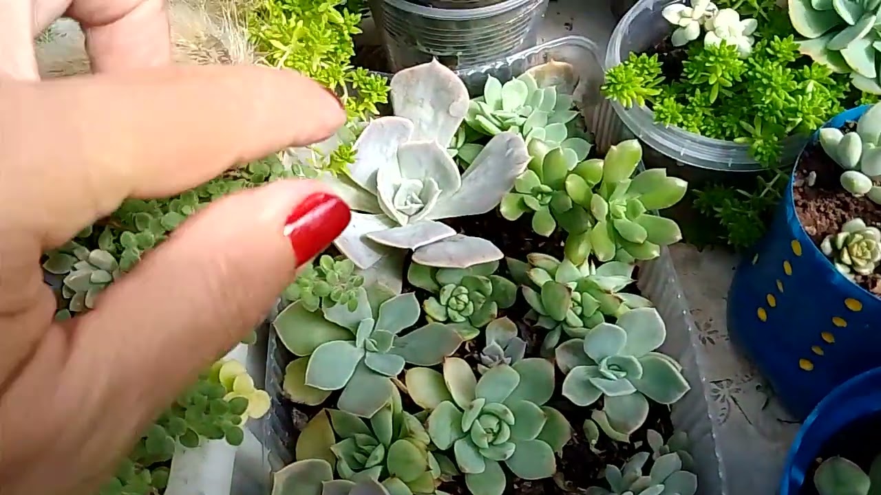 Berçário de suculentas 🥰💕🌺#suculentas #arranjofloral #identificaçãodesuculentas #plantas #jardim 