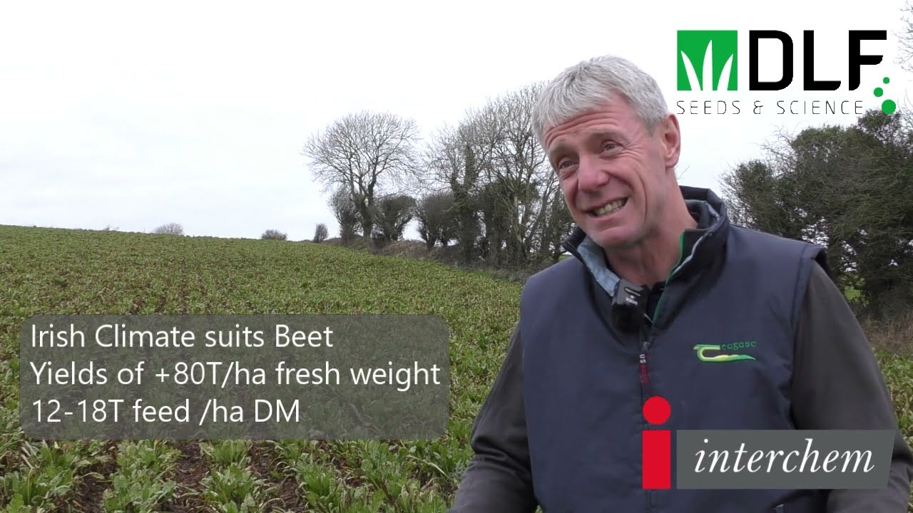 DLF interview with Ciaran Collins of Teagasc