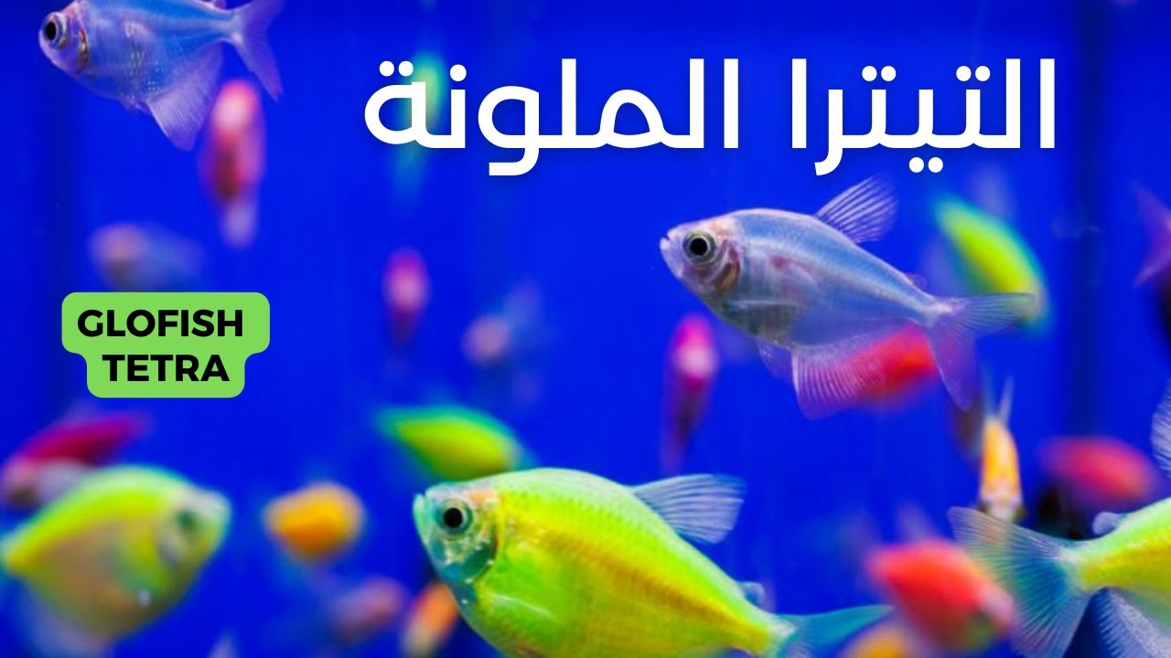 معلومات عن التيترا الملونة
