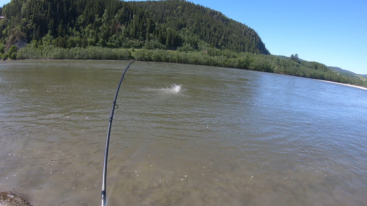 Laksefiske Gaula juni 2020 - Storlaks swim-by (4K UHD)