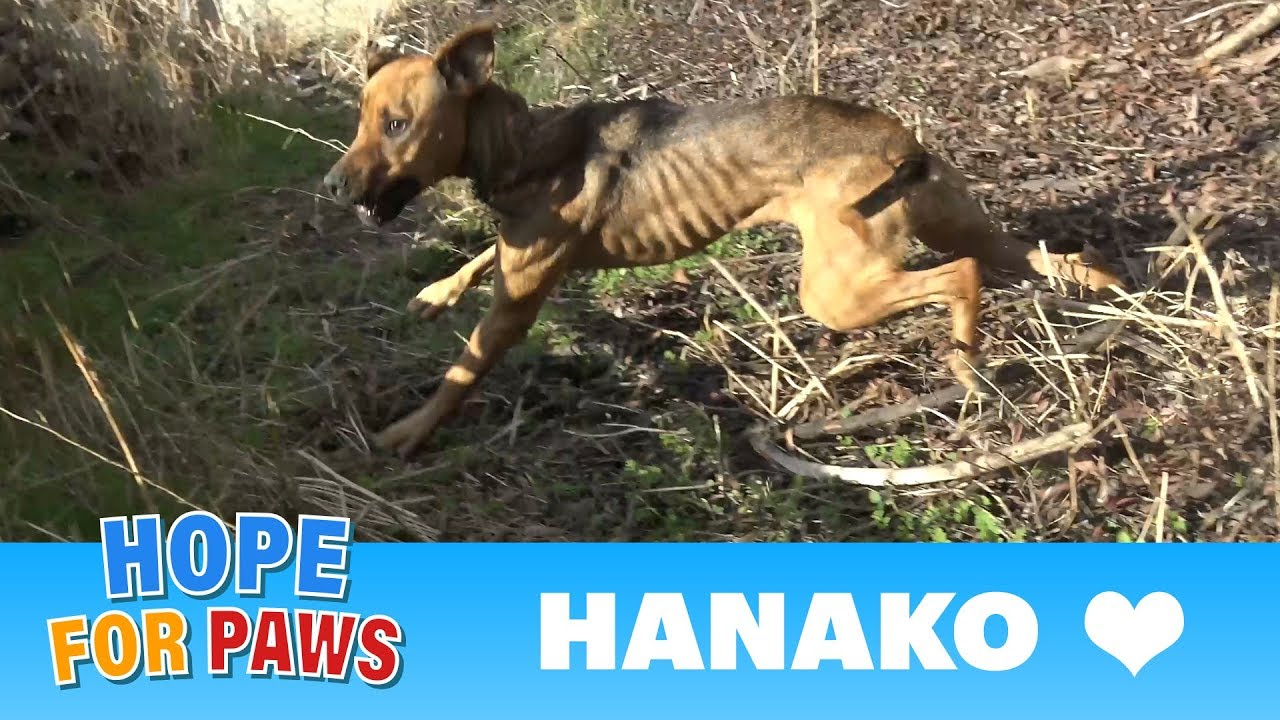 A starving dog living by the freeway made it really hard for us to save her life.  #senior