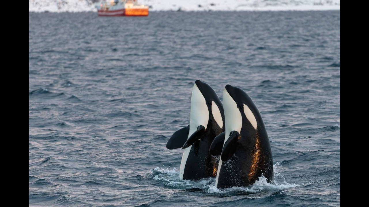 Plongées avec les orques et les baleines en Norvège