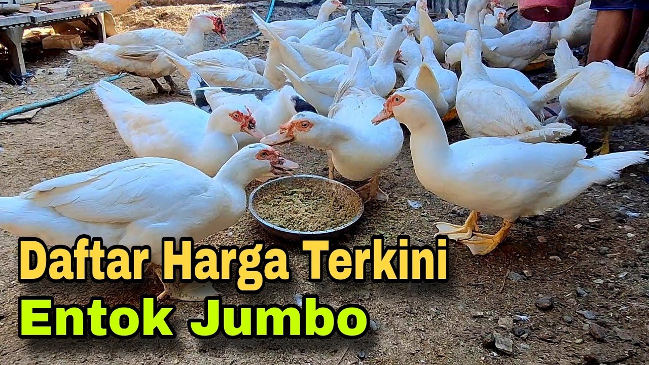 Daftar Harga Entok Jumbo Terkini