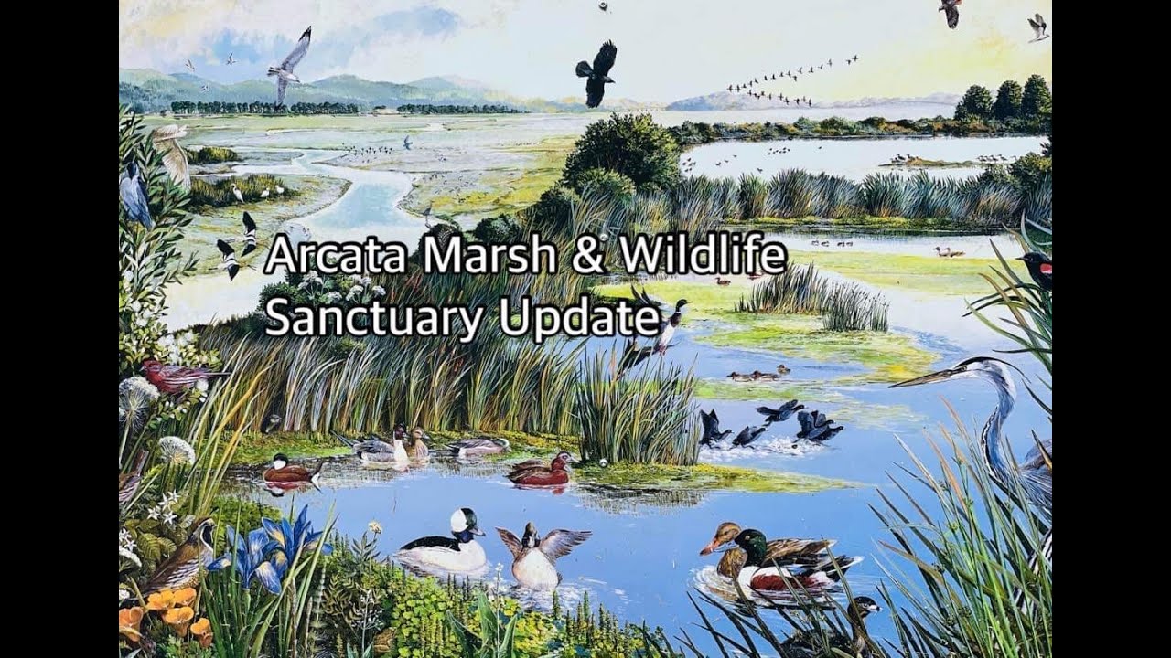 Arcata Marsh & Wildlife Sanctuary Update  #arcatamarsh #wildlifesanctuary