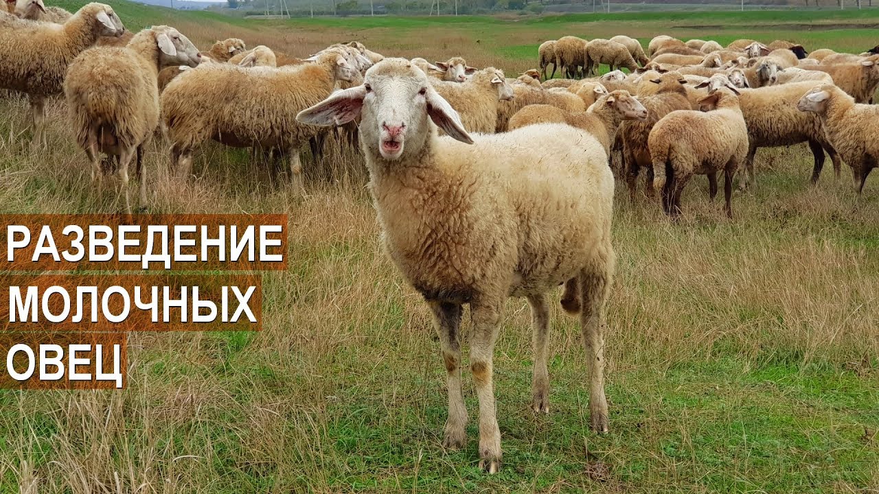 Разведение молочных овец. Фермерское хозяйства Павла Присакарь. Республика Молдова