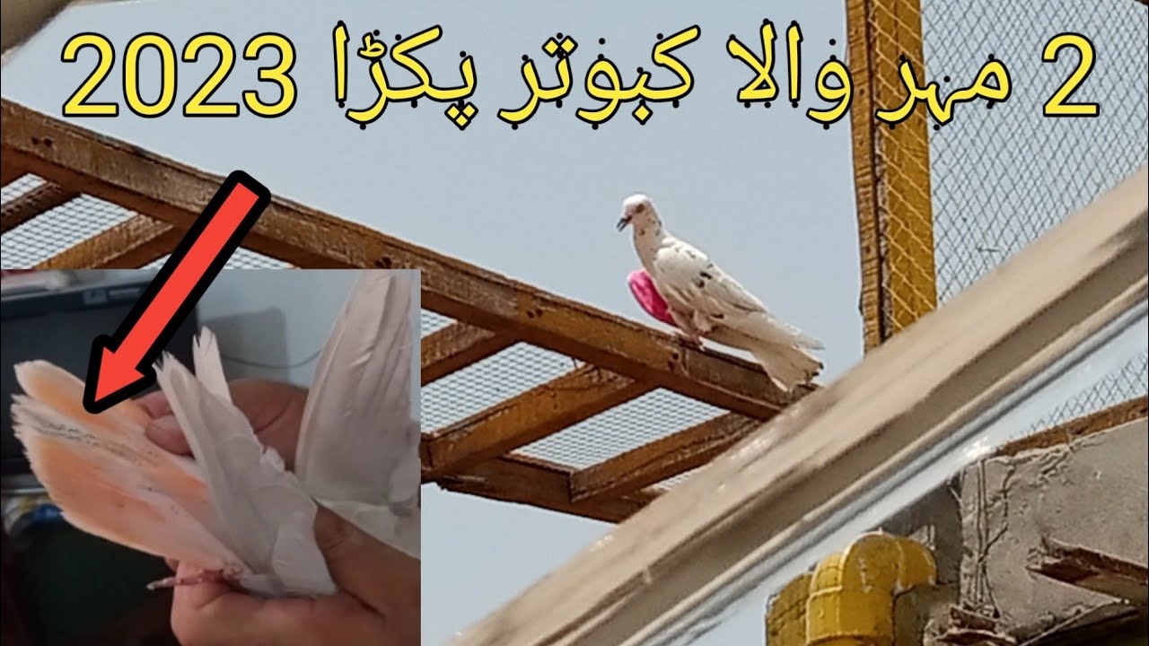 Mohar Wala Kabutar Pakda 2023 || How To Catch Birds || faisalabad pigeon