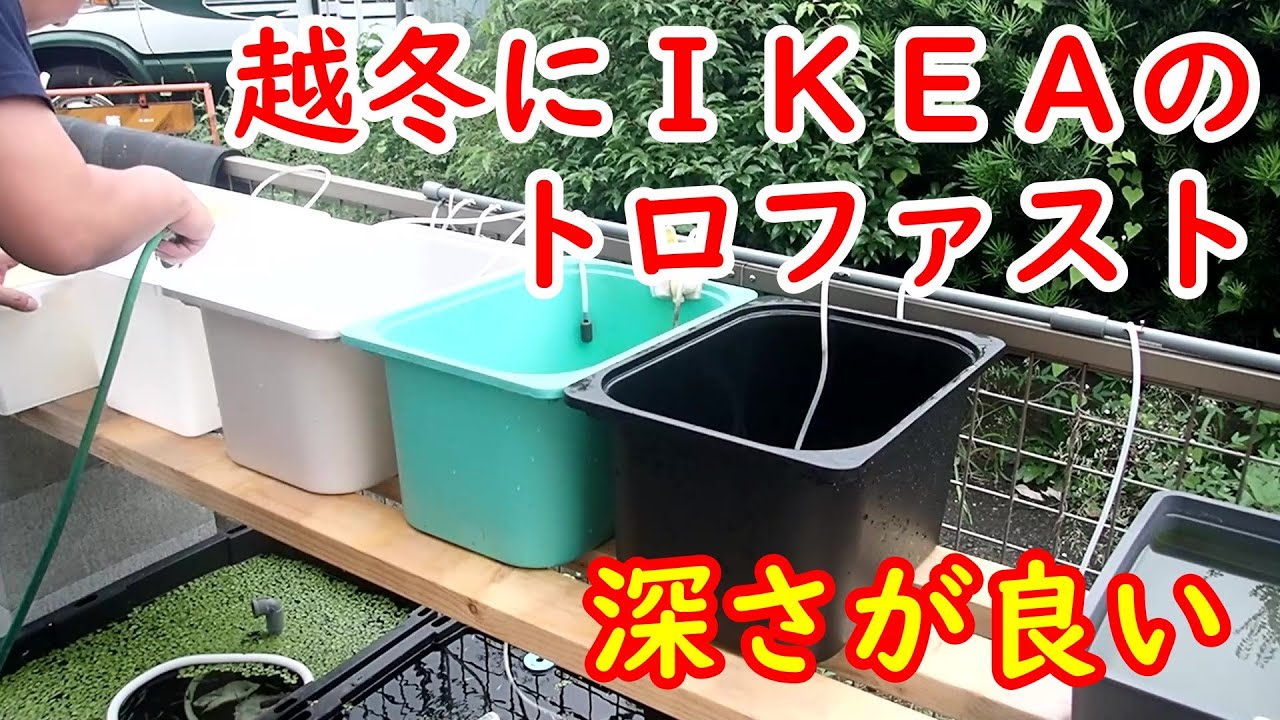 【めだか】冬越しの容器にトロファスト　ザル濾過（瓦バージョン）のその後