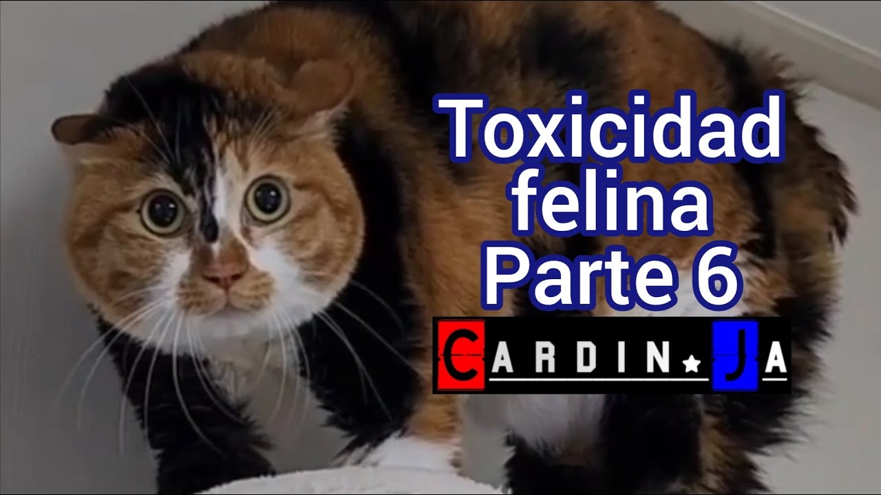 Toxicidad felina Parte 6 CardinJa
