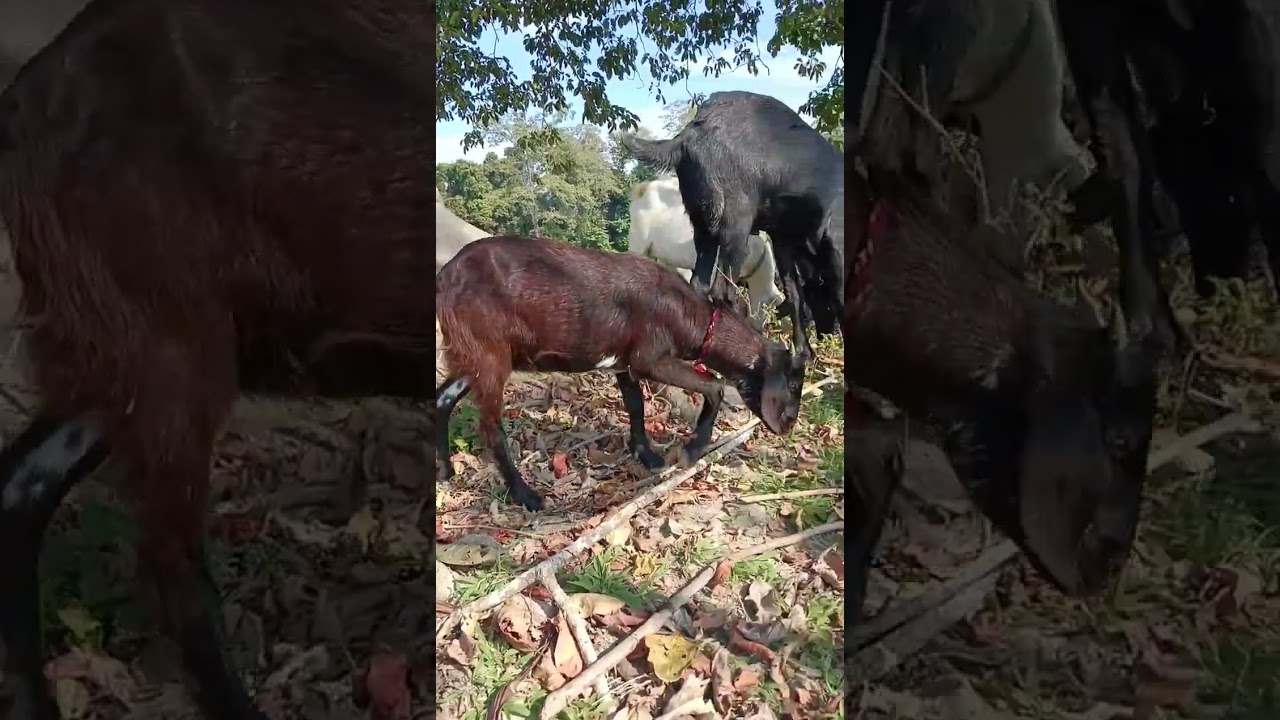 ছাগলী নতুনকৈ বিক্ৰি বাবে আছে আপোনা লোকলৈ আগ বহালোঁ। 9957729309
