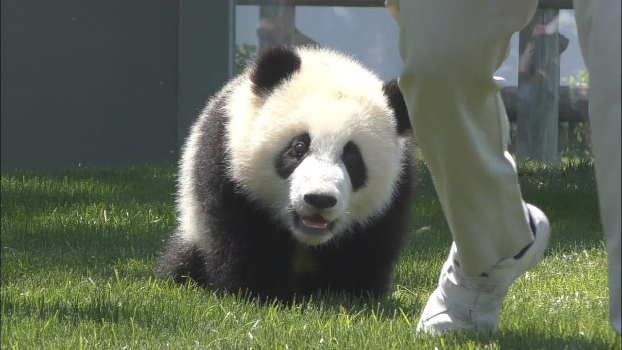 【まてまて~💕】彩浜🌈飼育員さんをずーっと追いかける🎶【赤ちゃんパンダ】Giant Panda -Saihin -☆