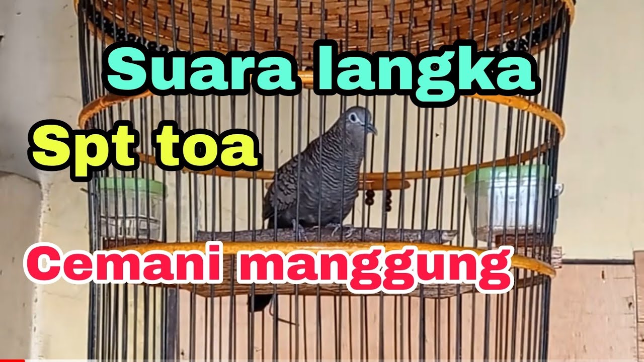 Suara perkutut cemani manggung || Perkutut cemani suara besar || Pancingan semua jenis perkutut #8