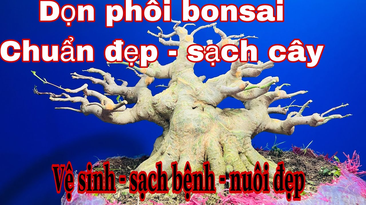 cách làm cây phôi bonsai đẹp - sạch cây