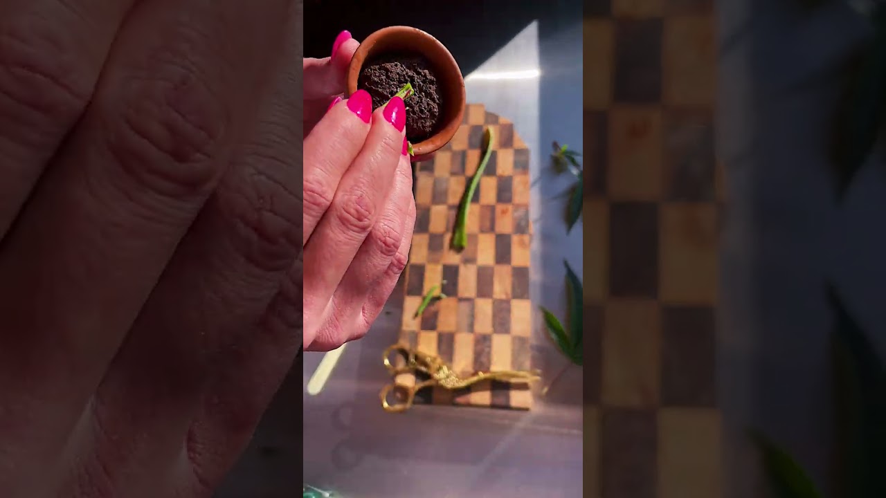 Aloe Cloning Technique With CBD Cuts