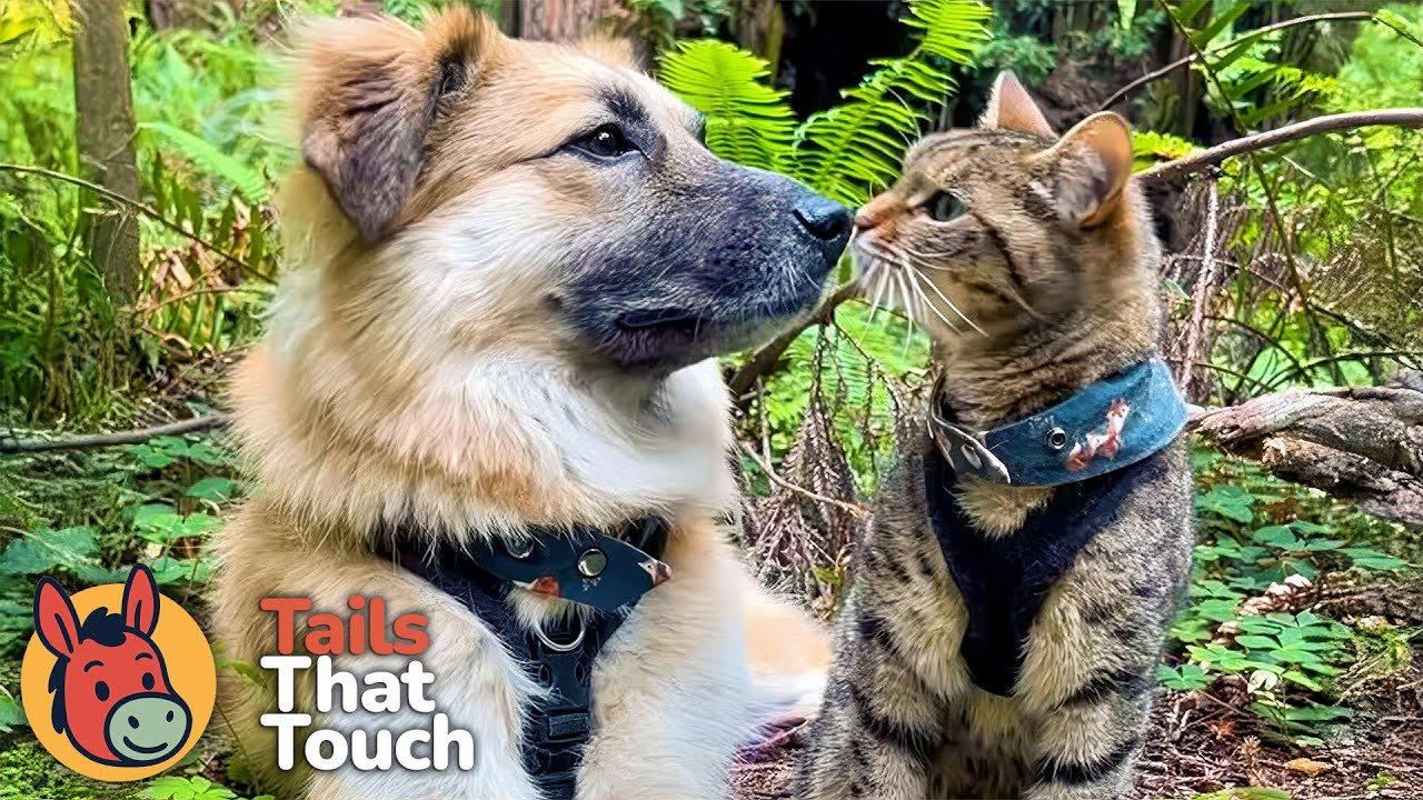 Dog Scheduled To Be Euthanized Meets Her Soulmate… a Tiny Rescue Kitten