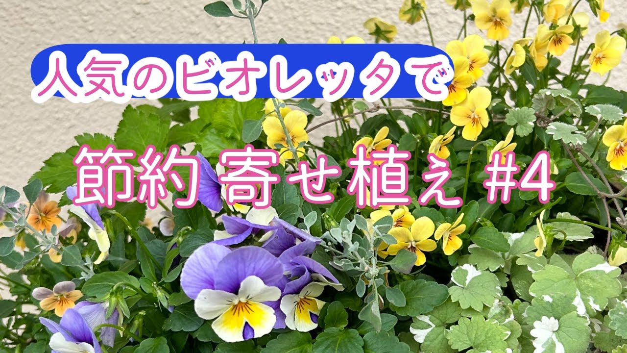 【ガーデニング】ビオレッタ(小輪多花性ビオラ)で寄せ植え、節約は以外な苗/斑入りグレコマ/ソルトブッシュ/シレネ