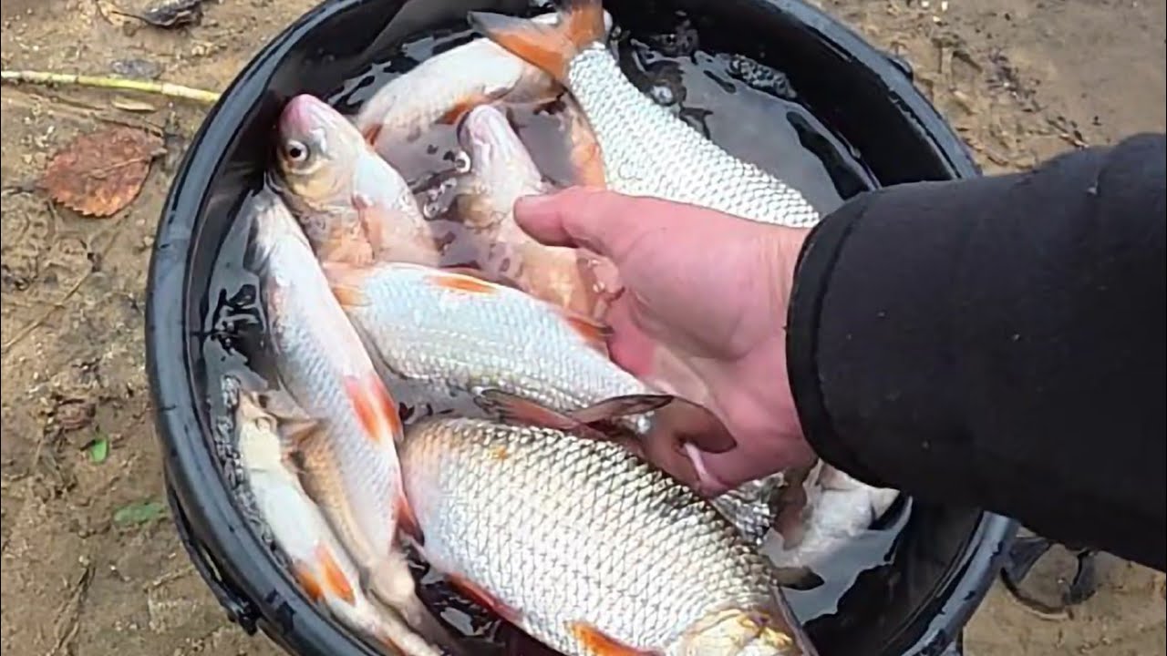 🎣ДНІПРО🐬 ФІДЕР🐬 ПЛІТКА🐬 ЛОВИМО РАЗОМ 2025🇺🇦