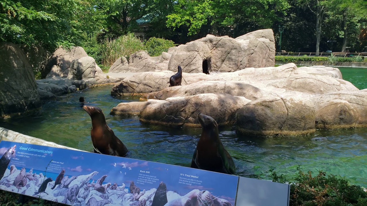 Unscripted sea lion show at Bronx Zoo on opening day!