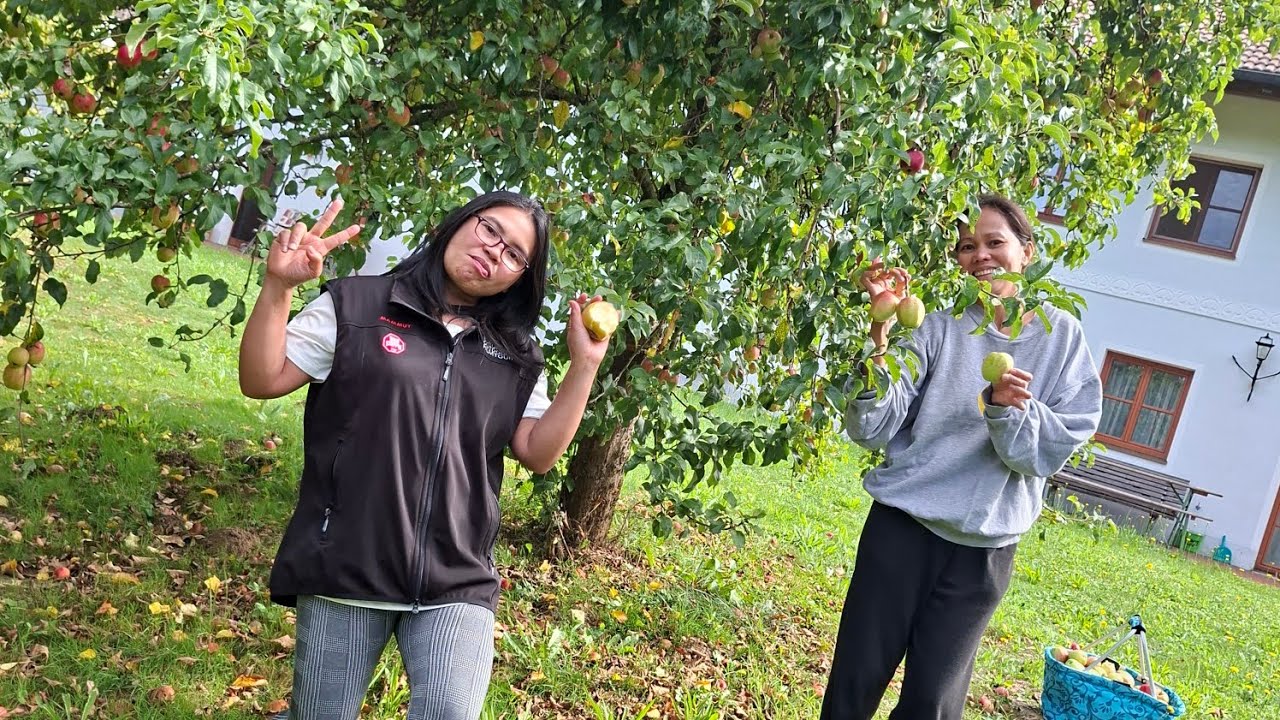 Harvesting Apple and Pears w/friend