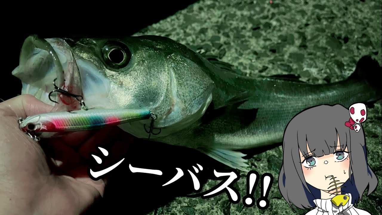 漁港のスズキをルアーで釣って食べたい!!