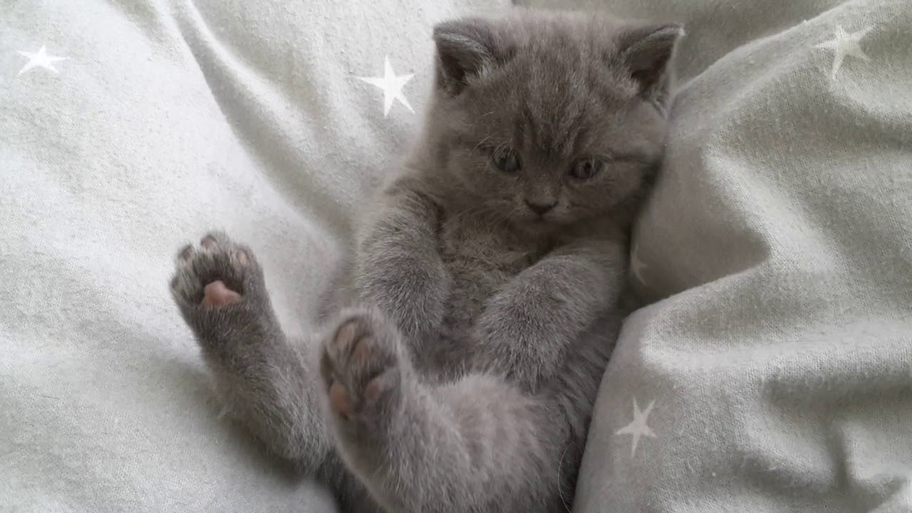 Dumbo is very sweet boy * Calmcat cattery- British Shorthair