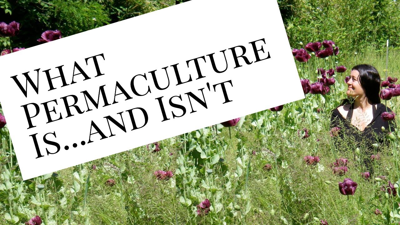 What Permaculture Is & Isn't, w/Heather Jo Flores (Food Not Lawns & Permaculture Women's Guild)