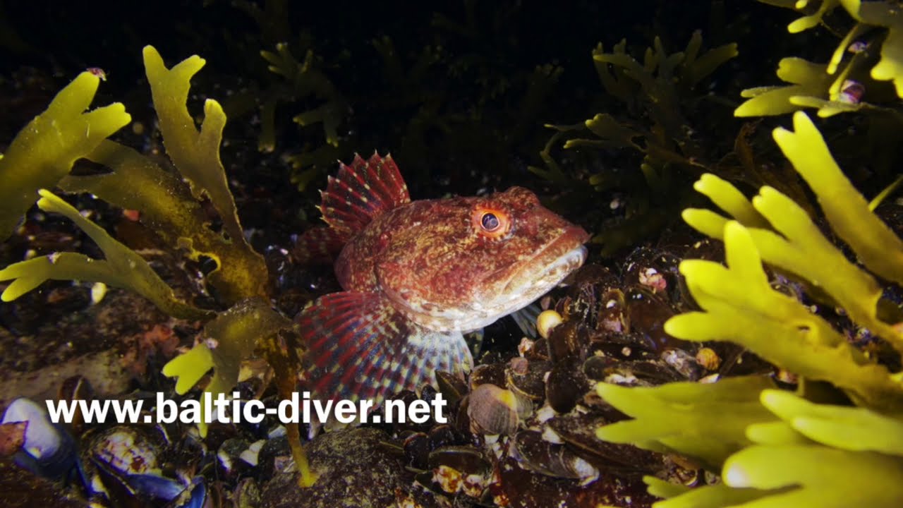 balticdives! Der Seeskorpion und sein Gelege in der Ostsee.