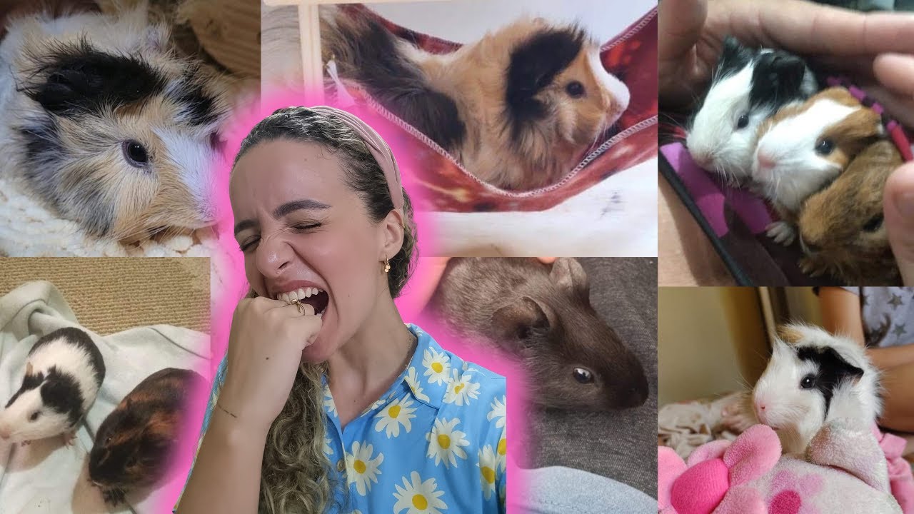 💖 REAGINDO AOS PORQUINHOS DA INDIA DOS INSCRITOS! (nem me apaixonei) 💖