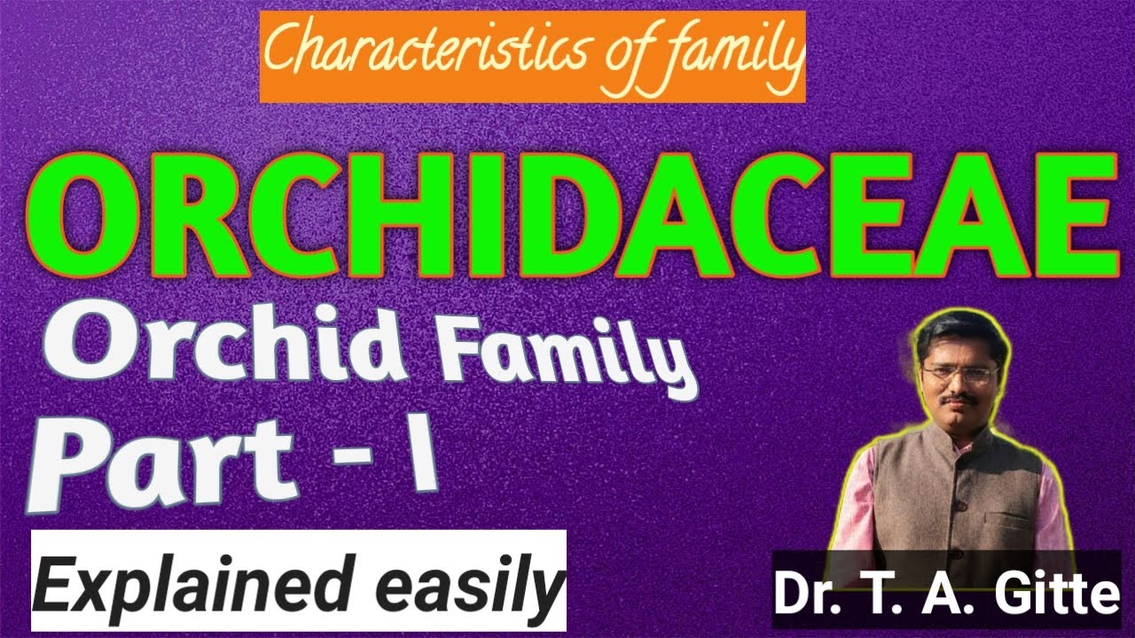 #Orchidaceae │Family Orchidaceae│ Orchid Family │Orchids│#Orchids│#familyOrchidaceae│#OrchidaceaeFam
