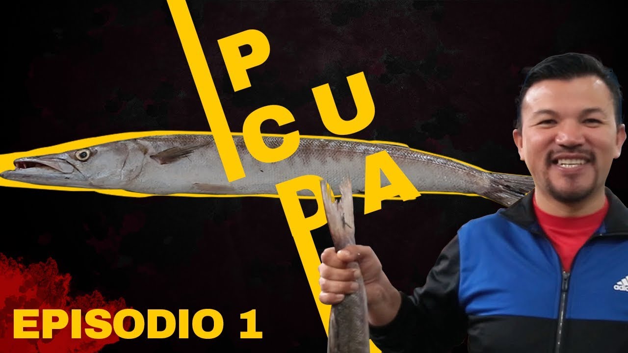 Pescado Desconocido l Conoce a la Picuda!!